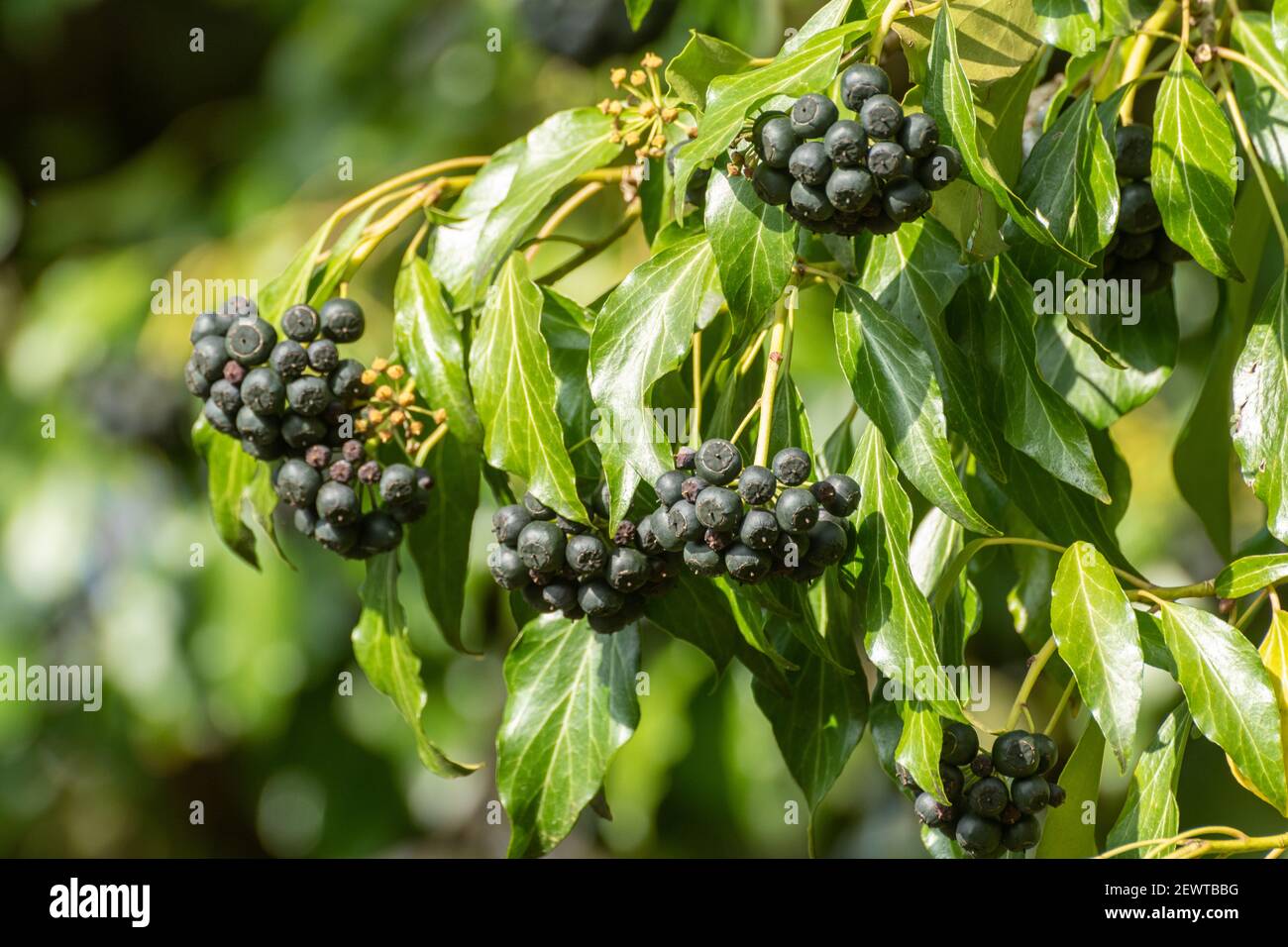 Bacche comuni di edera (Hedera Helix), Regno Unito Foto Stock
