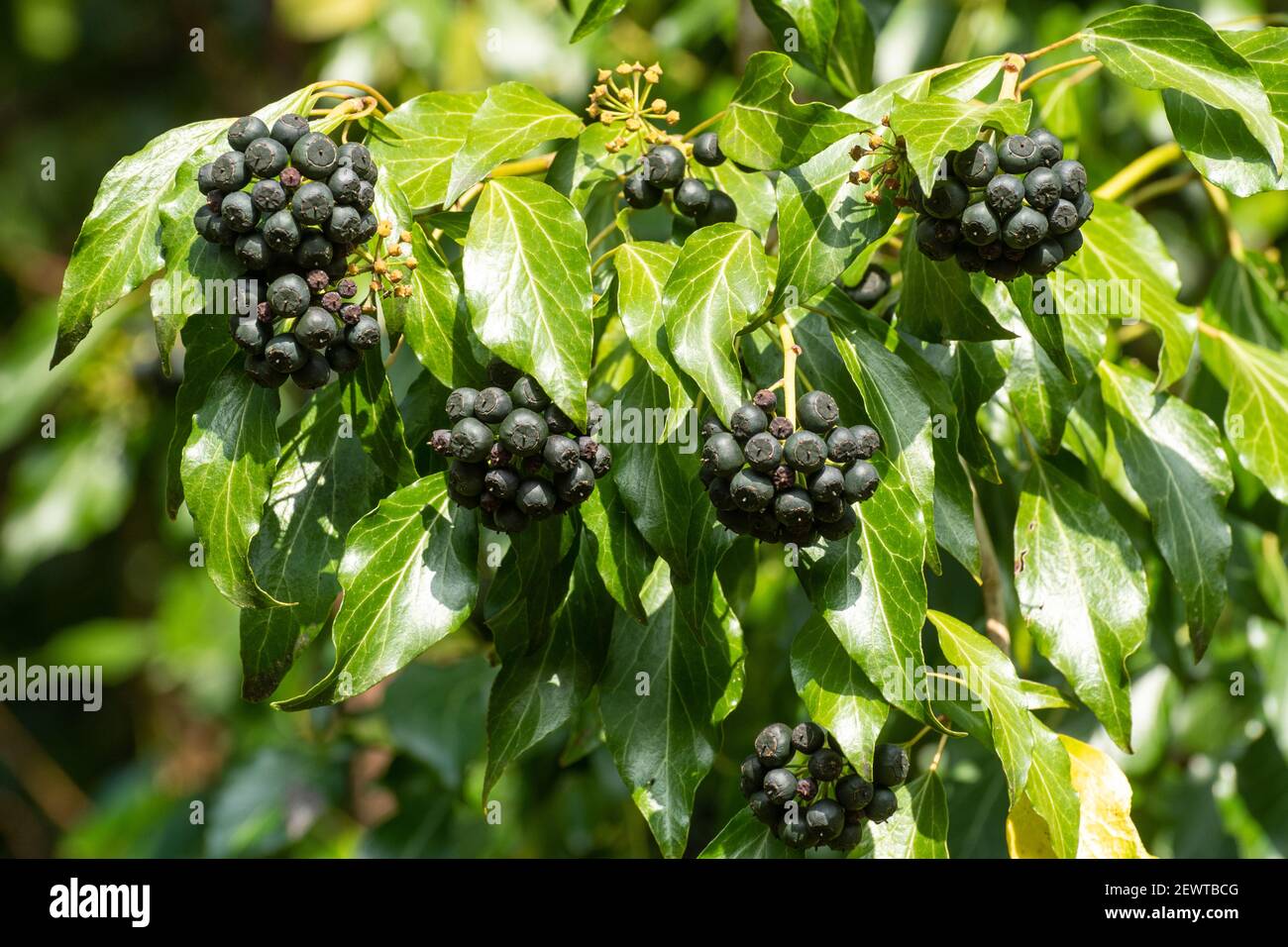 Bacche comuni di edera (Hedera Helix), Regno Unito Foto Stock