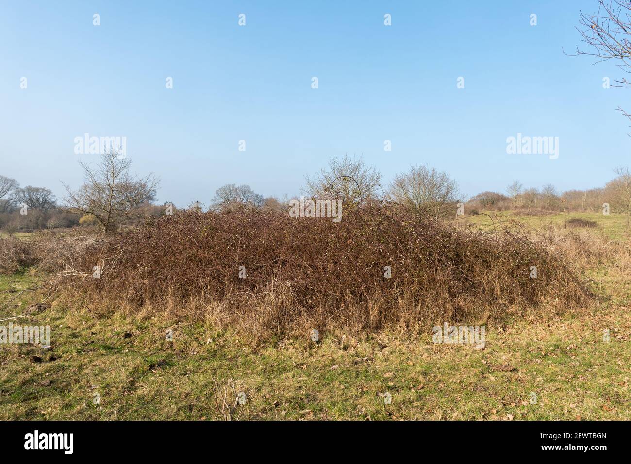 Campagna aperta, habitat erboso con spessi di bramble, Naishes Lane SANGS in Hampshire, Regno Unito Foto Stock