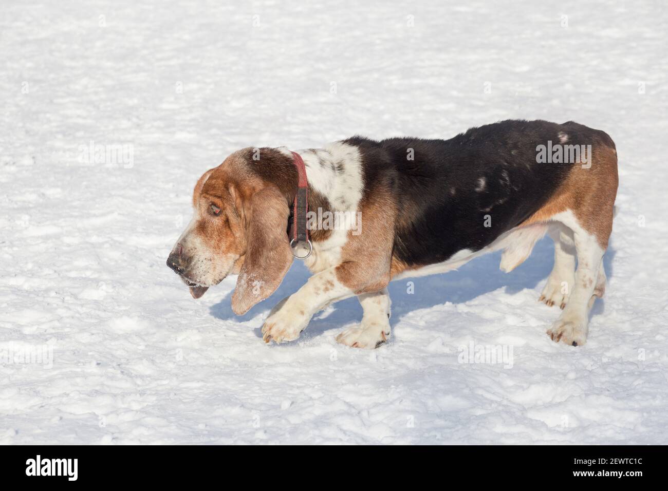 Vecchio e cieco basset Hound è camminare sulla neve bianca nel parco invernale.tredici anni. Una malattia dell'occhio basset hounds sviluppato chiamato occhio di ciliegia. P. Foto Stock