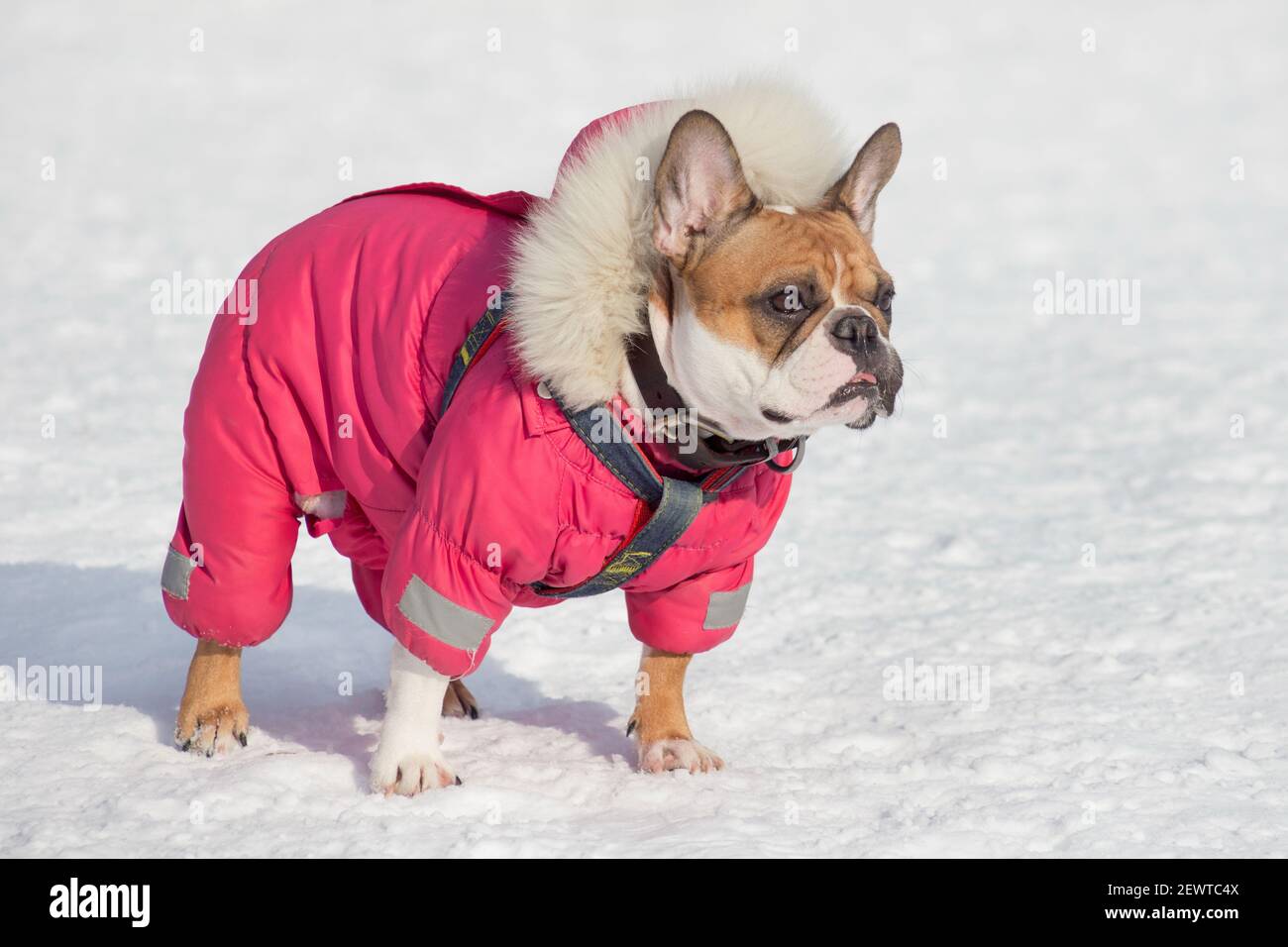Carino bulldog francese in bellissimo abbigliamento per animali domestici è in piedi su una neve bianca nel parco invernale. Animali domestici. Cane purebred. Foto Stock
