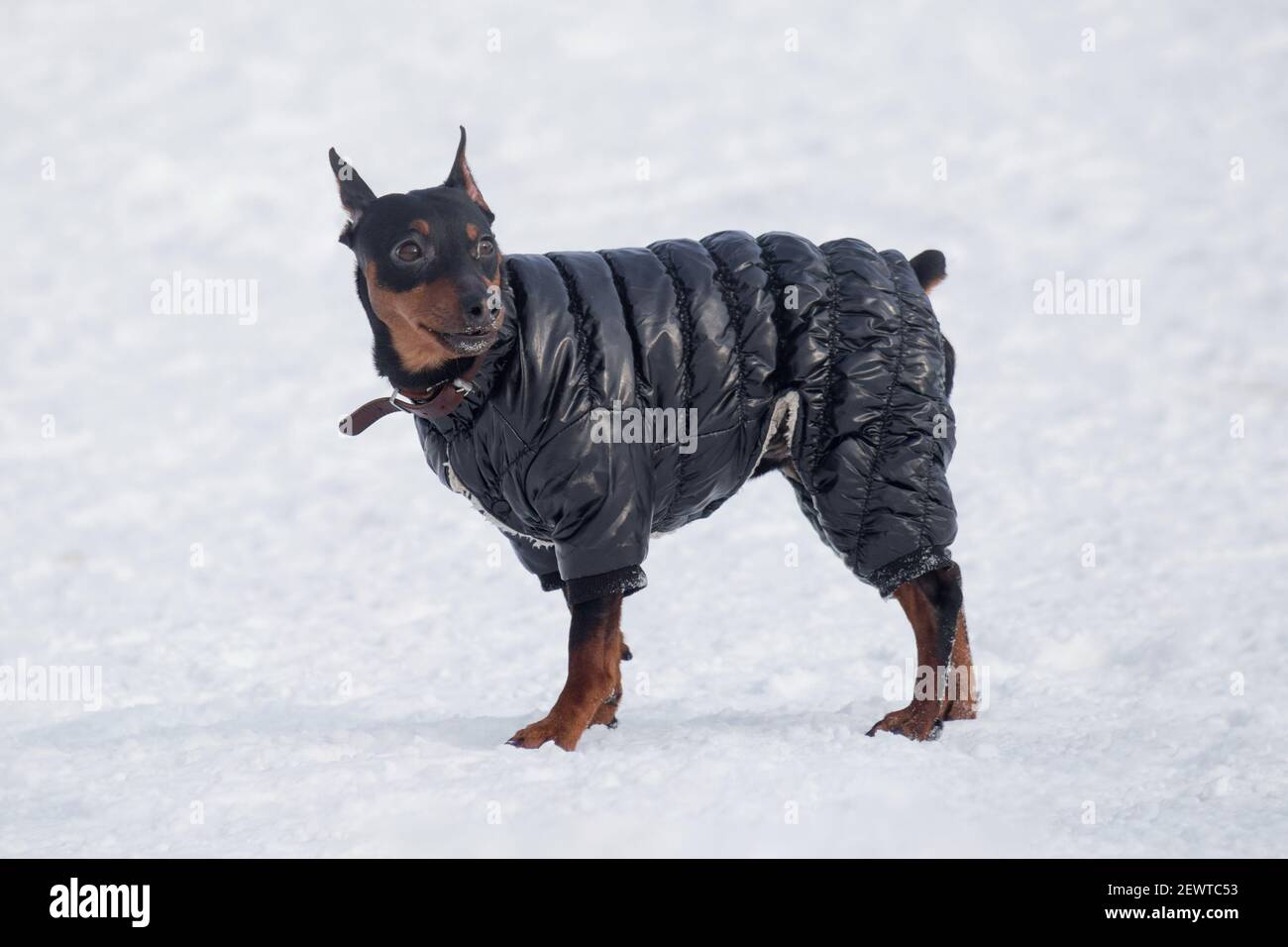 Carino cucciolo in miniatura pinscher in nero di abbigliamento per animali domestici è in piedi su una neve bianca nel parco invernale. Animali domestici. Cane purebred. Foto Stock