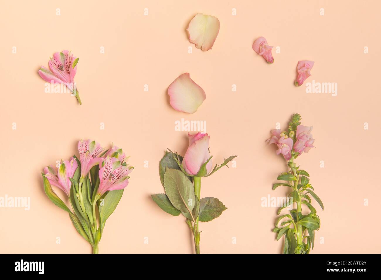 Fiori rosa primaverili in linea con petali. Concetto di posa piatta, minimo su sfondo beige Foto Stock