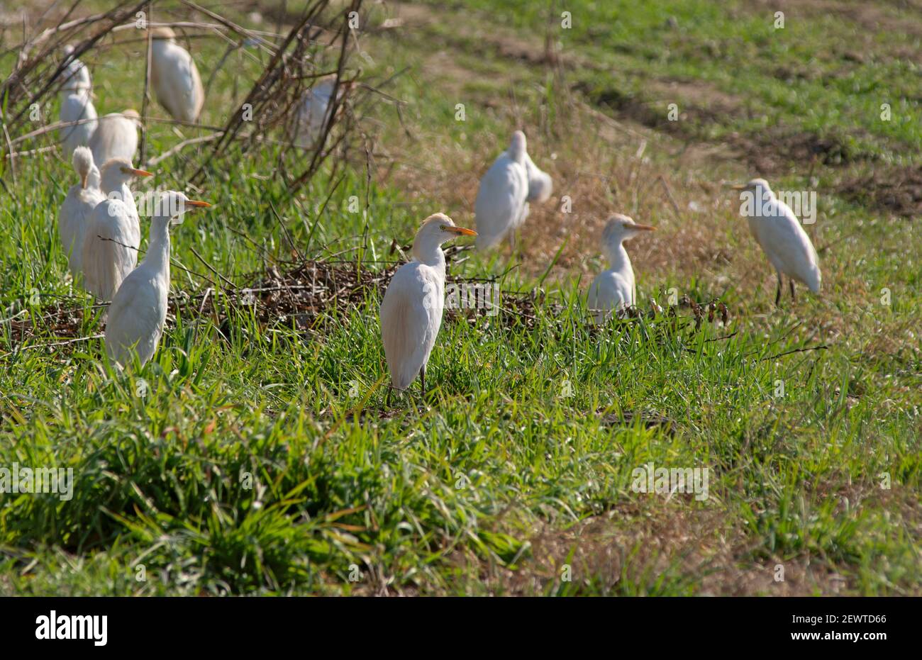 Italia, Lombardia, campagna nei pressi di Crema, Cattle Egret, Bubulcus Ibis Foto Stock