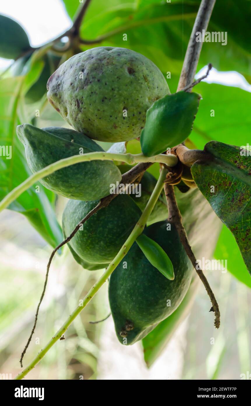 Primo piano di Malabar Almond su albero Foto Stock