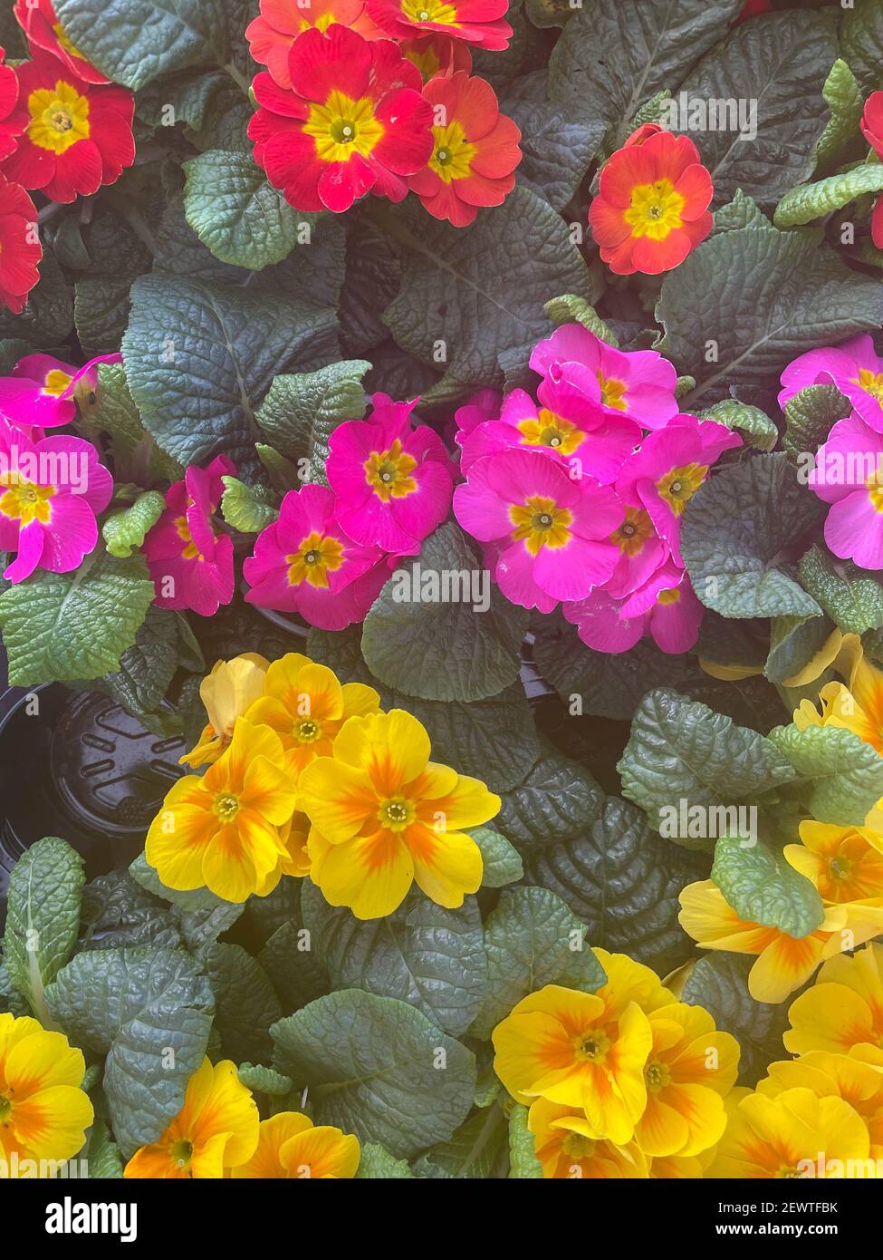 Vassoio di colorate piante di Primula (Primula) in fiore di rosso, rosa e giallo in un Garden Center nel Devon Rurale, Inghilterra, Regno Unito Foto Stock
