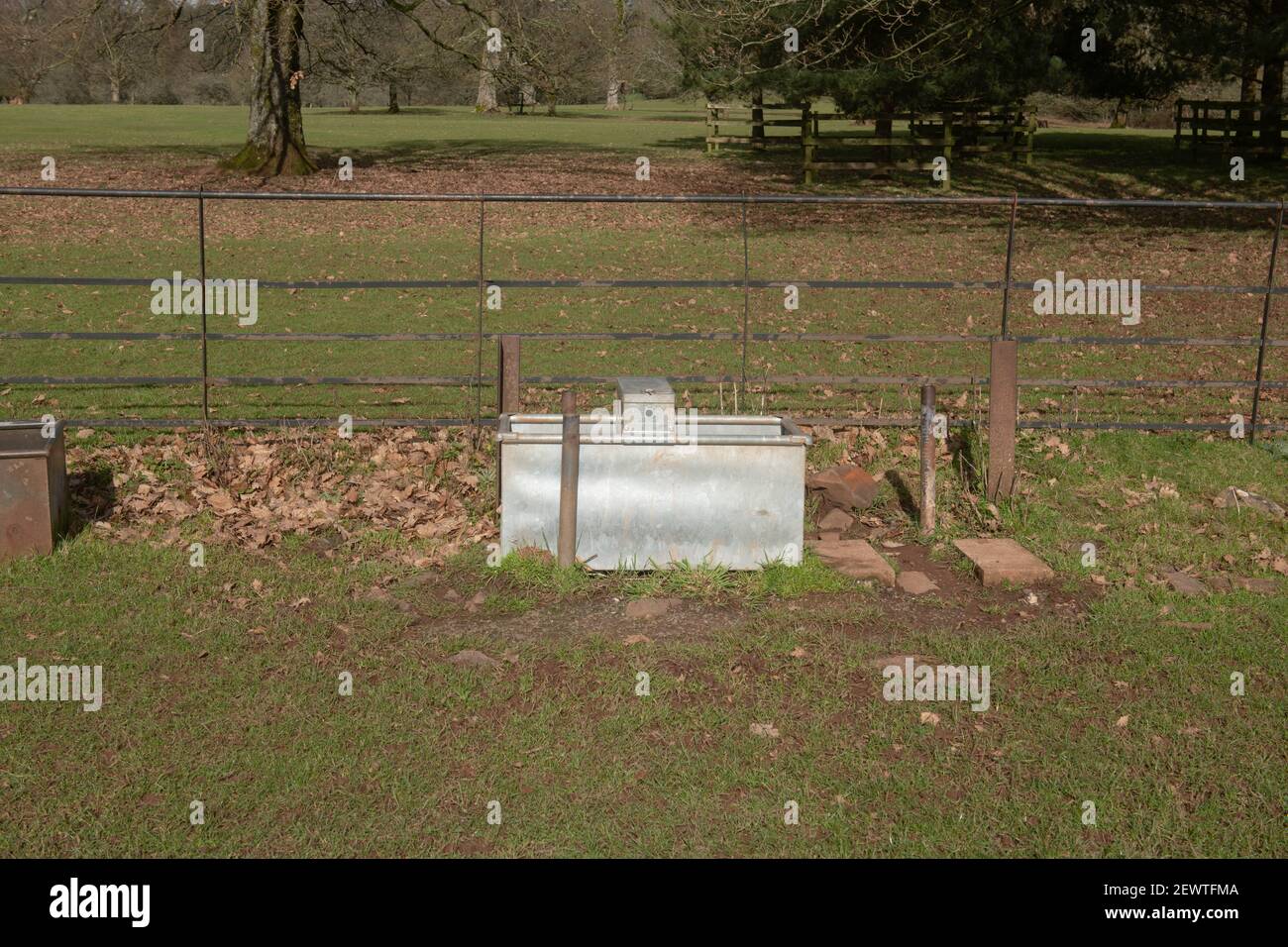 Canale metallico galvanizzato con acqua potabile fresca per il bestiame in un campo in una fattoria nel Devon Rurale, Inghilterra, Regno Unito Foto Stock