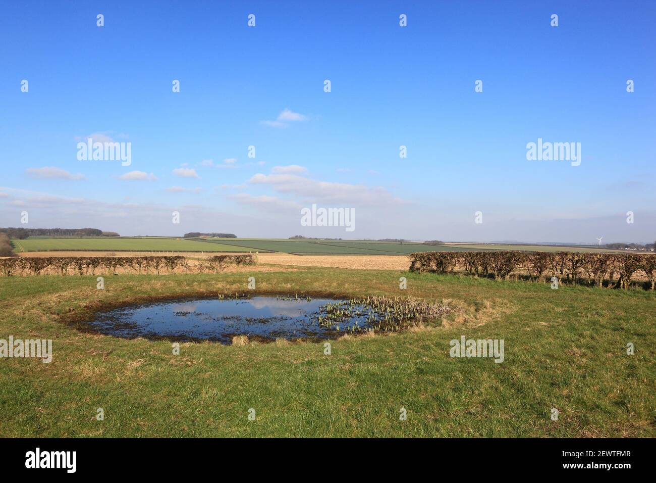 Un piccolo stagno di rugiada in un angolo erboso di un Campo arabile nel mese di febbraio Foto Stock