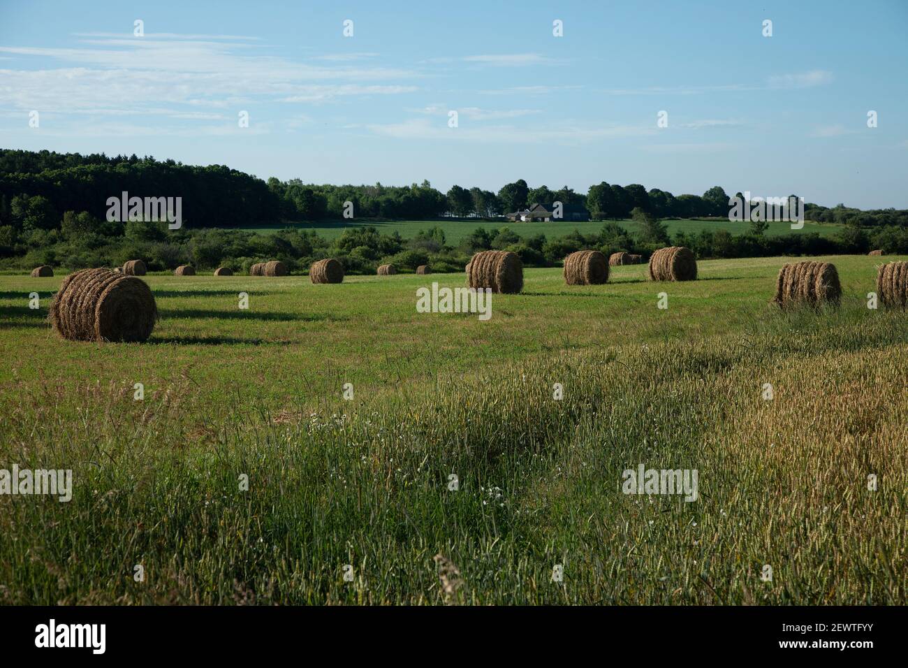 Terreno agricolo aperto con balle rotonde di fieno in Door County Wisconsin Foto Stock