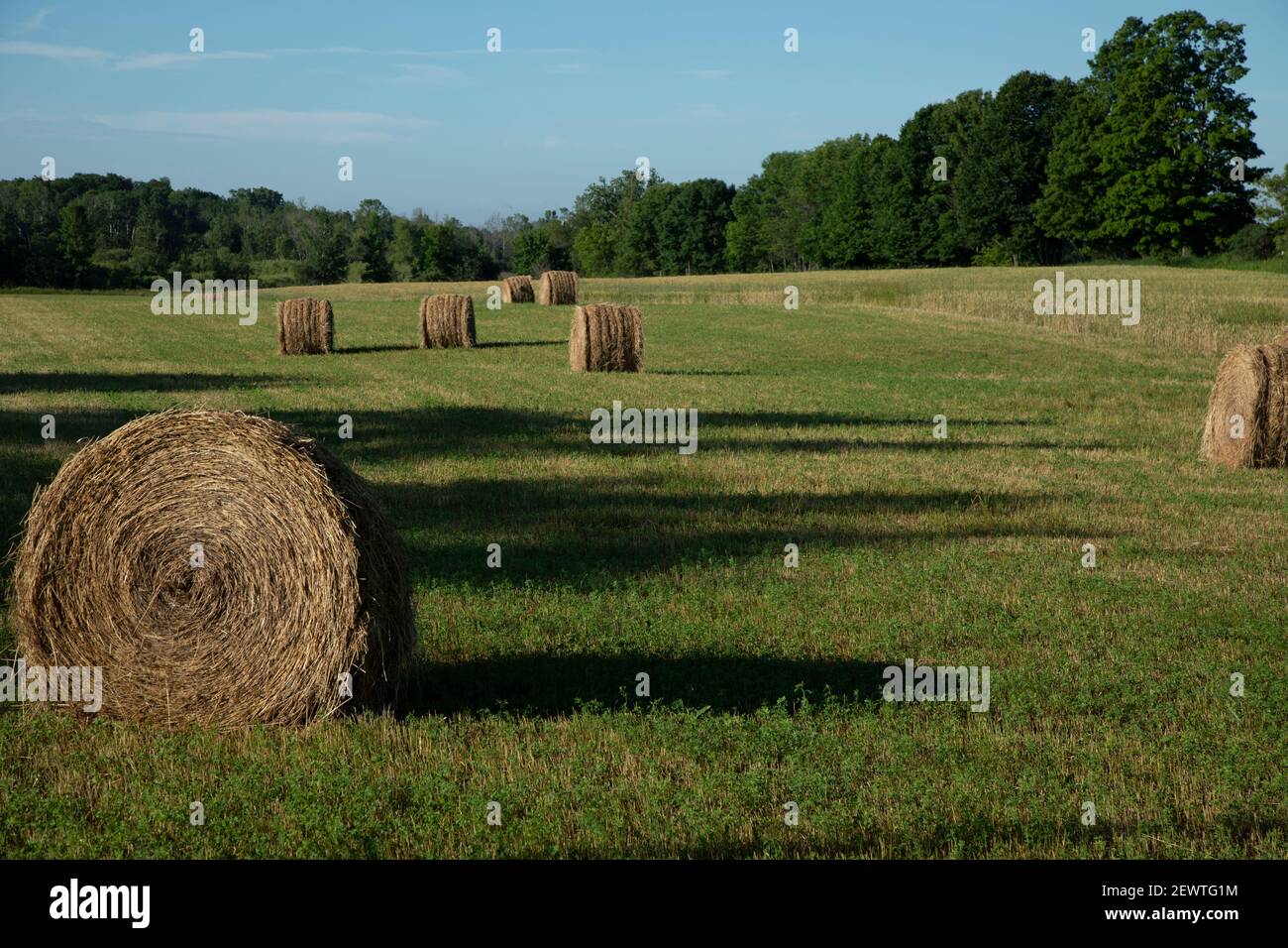Terreno agricolo aperto con balle rotonde di fieno in Door County Wisconsin Foto Stock