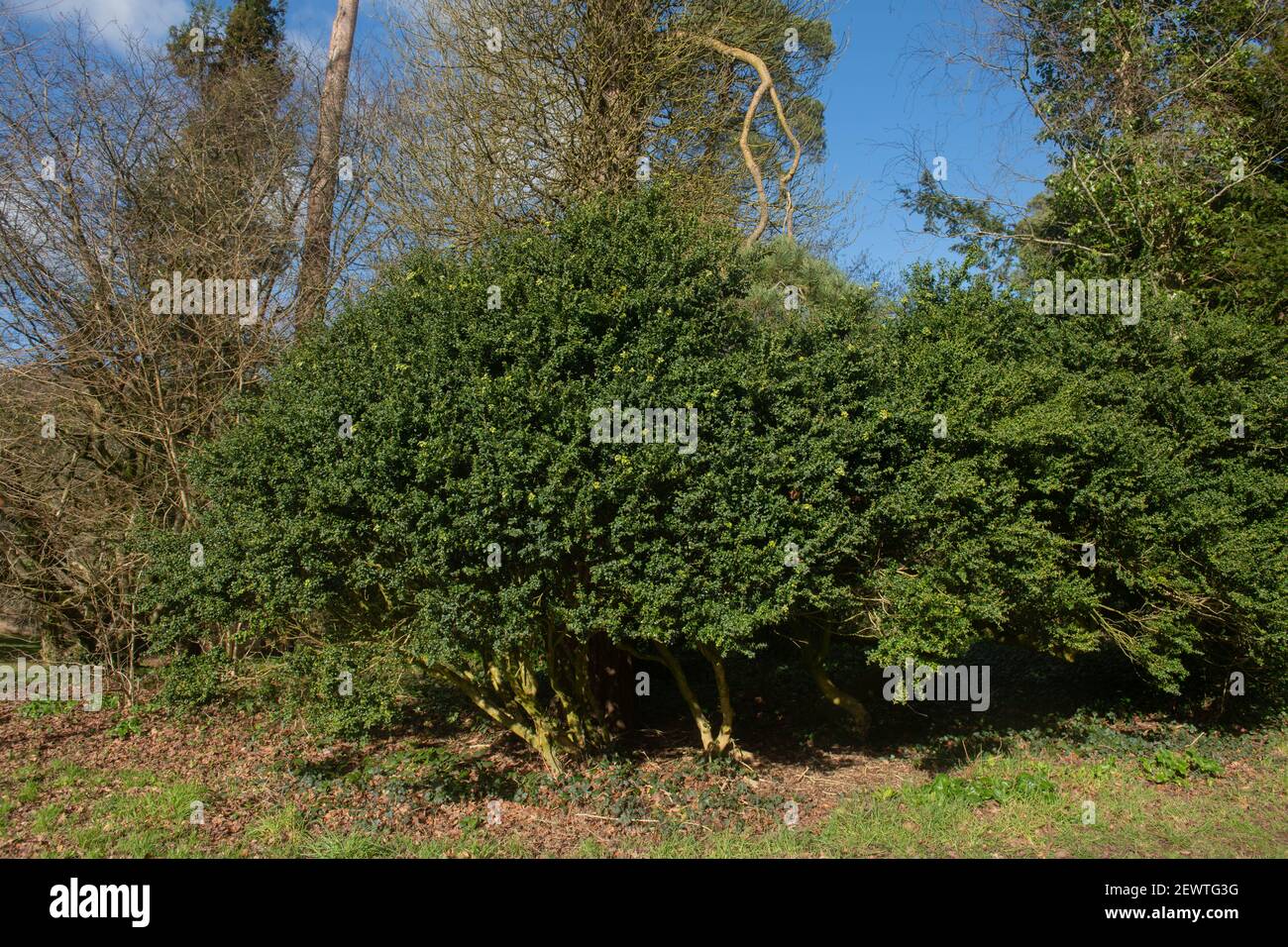 Inverno Evergreen Foliage di un arbusto agrifoglio giapponese (Ilex crenata) che cresce a Woodland in un luminoso giorno di sole nel Devon Rurale, Inghilterra, Regno Unito Foto Stock