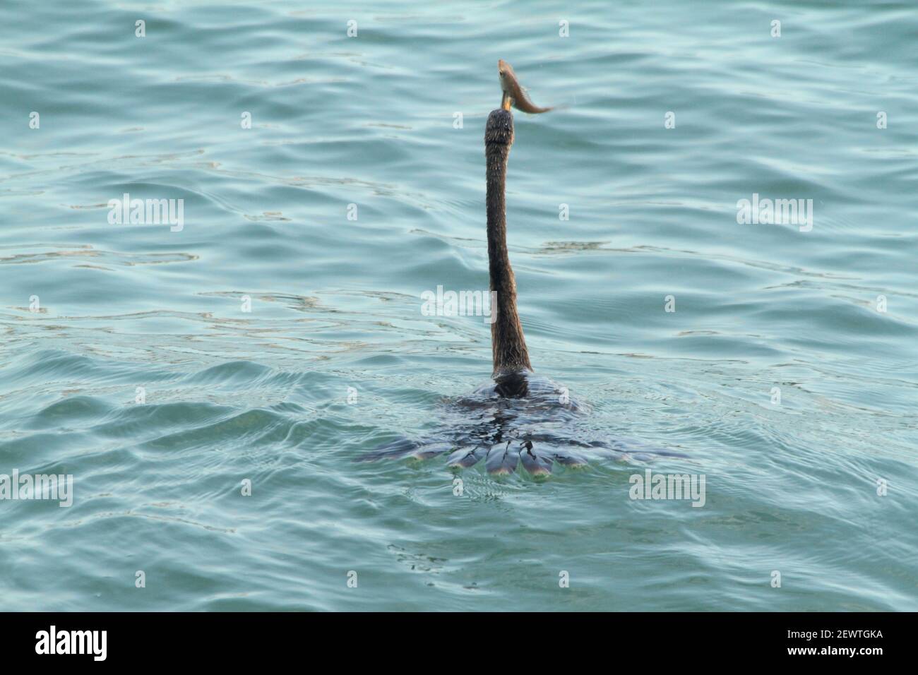 Florida, Stati Uniti. Cormorano con pesce appena pescato. Foto Stock