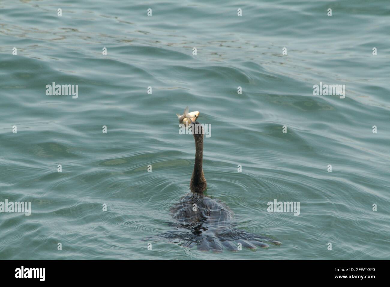 Florida, Stati Uniti. Cormorano con pesce appena pescato. Foto Stock
