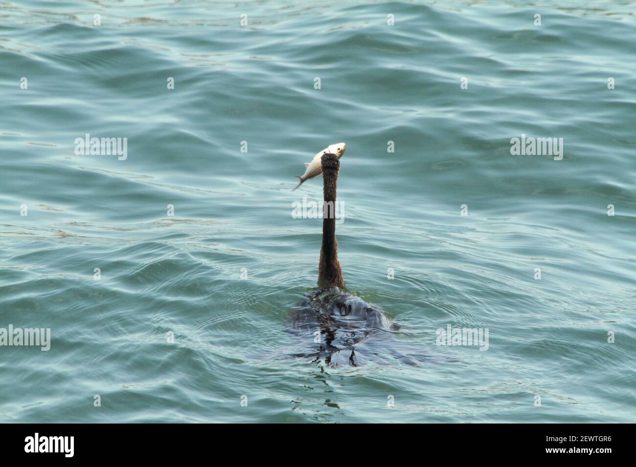 Florida, Stati Uniti. Cormorano con pesce appena pescato. Foto Stock