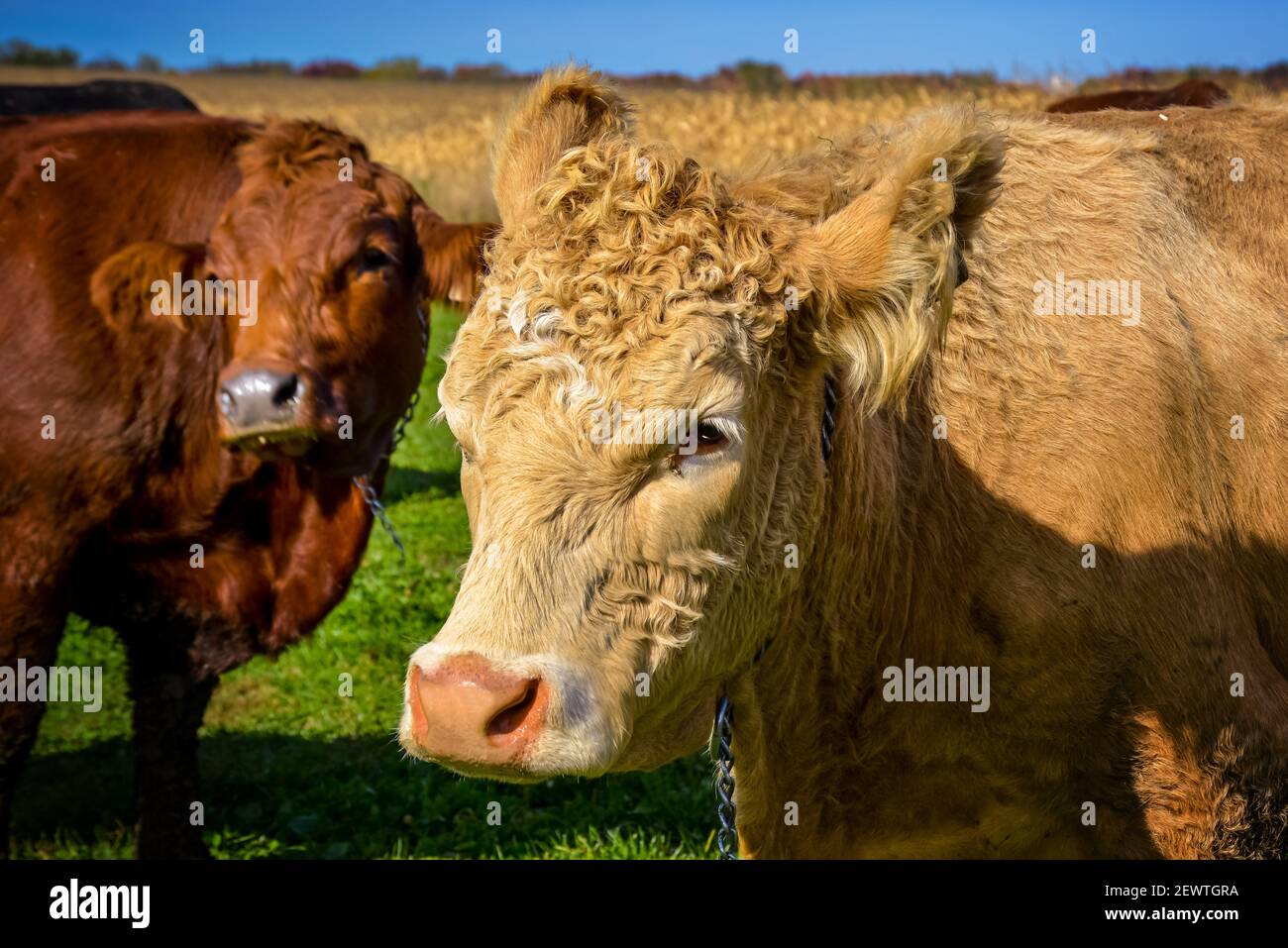 Primo piano di manzo in un pascolo fattoria Foto Stock