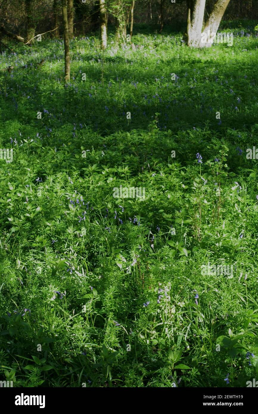 pavimento forestale con Bluebells Wiltshire Inghilterra UK Foto Stock