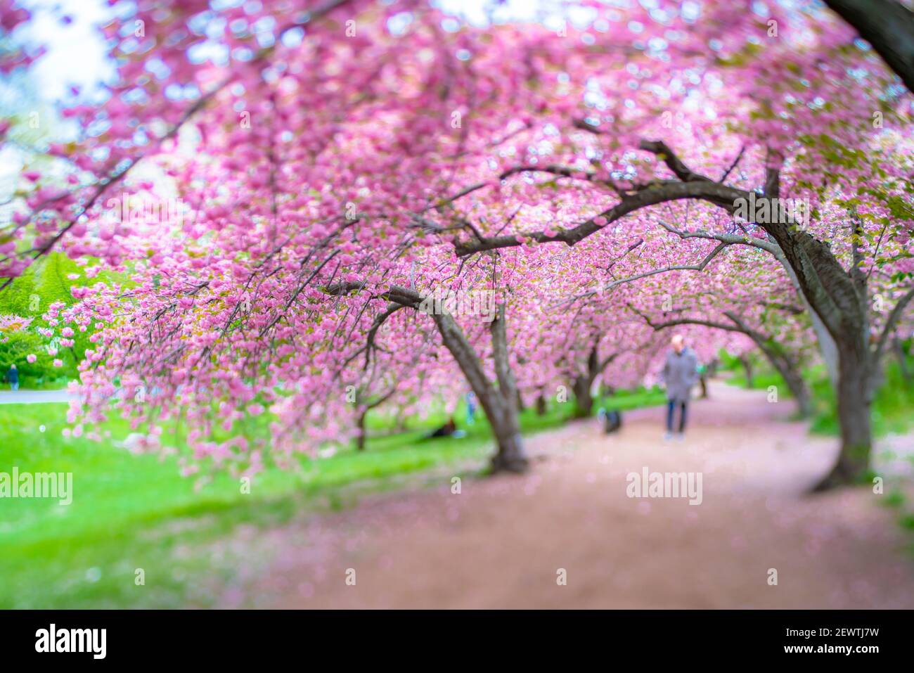 File di alberi fioriti di ciliegio circondano il sentiero di Central Park a New York City NY USA. Foto Stock