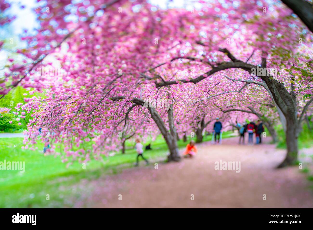 File di alberi fioriti di ciliegio circondano il sentiero di Central Park a New York City NY USA. Foto Stock