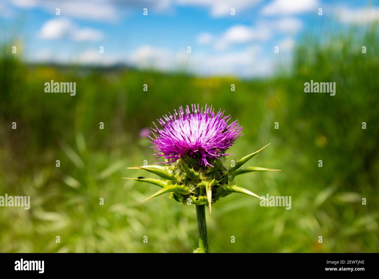 Thistle latte - Card marià, Catalogna Foto Stock