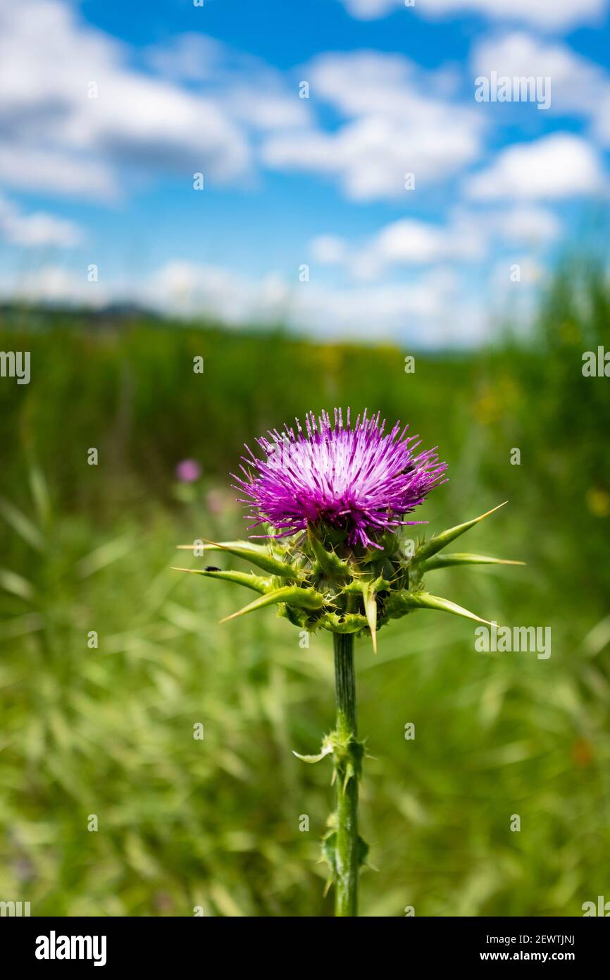 Thistle latte - Card marià, Catalogna Foto Stock