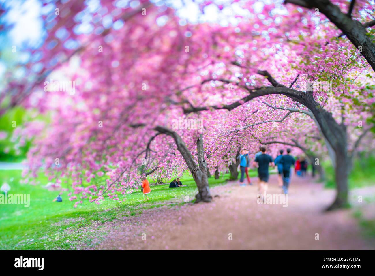 File di alberi fioriti di ciliegio circondano il sentiero di Central Park a New York City NY USA. Foto Stock