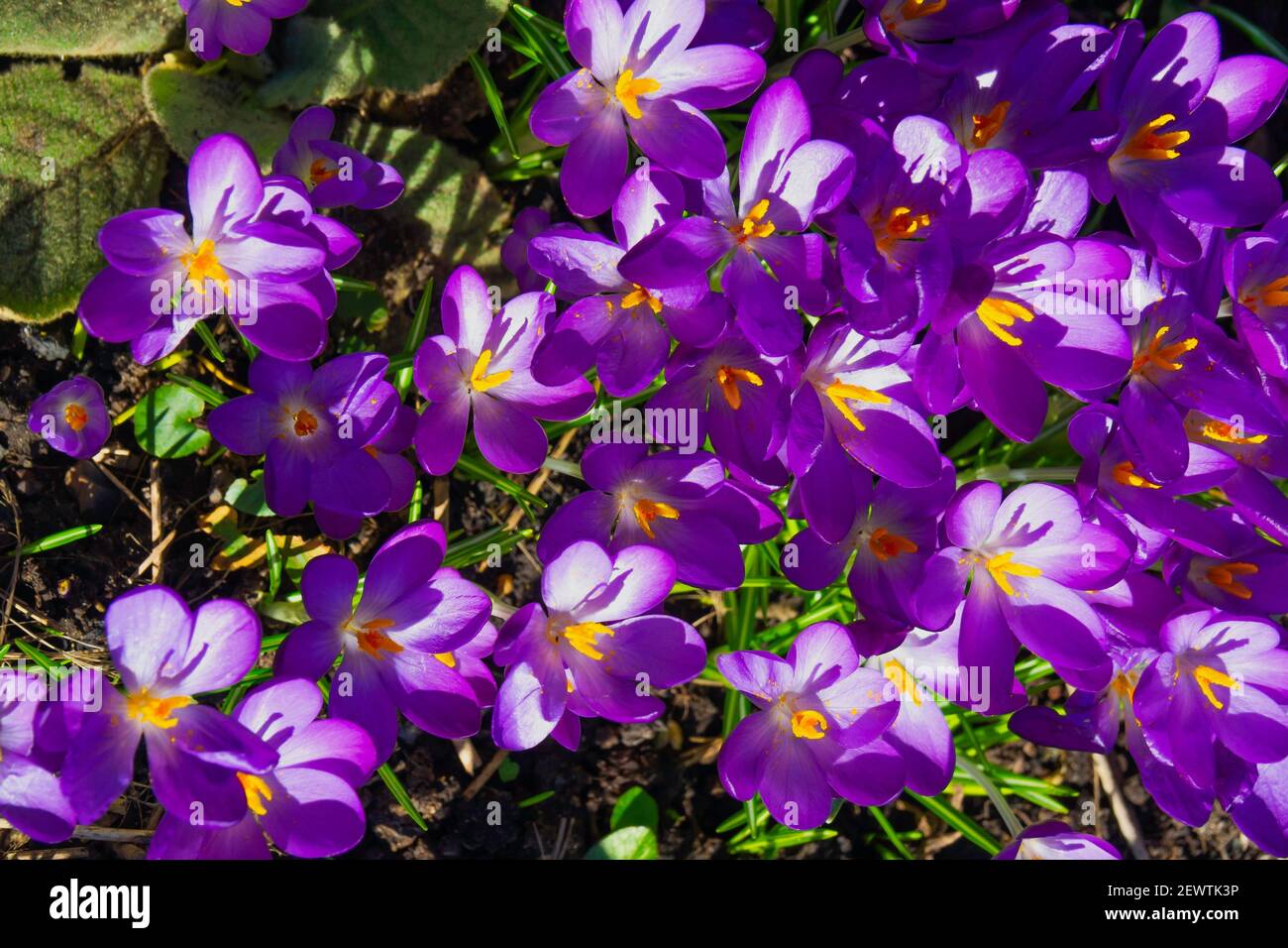 Primi croci fioriti primavera Crocus sativus fioritura nel mese di febbraio in North Yorkshire Foto Stock