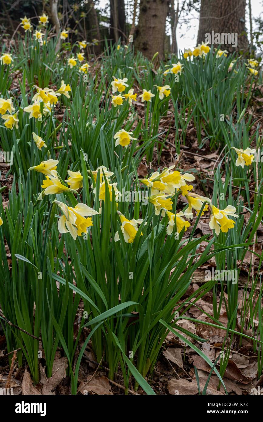 Narcisi selvatici (Narcissus pseudonarcissus), fiore selvatico nativo in antichi boschi a Warren Wood, Surrey, Regno Unito Foto Stock