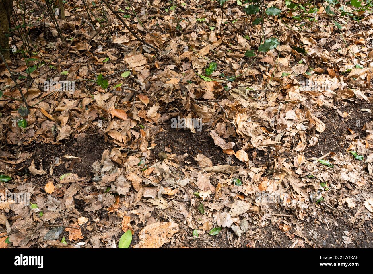 Terreno disturbato vicino a un tasso sett causato dagli animali che si snuffano o che girovagano intorno nel suolo sotto foglie per vermi, Regno Unito boschivo segni animali Foto Stock
