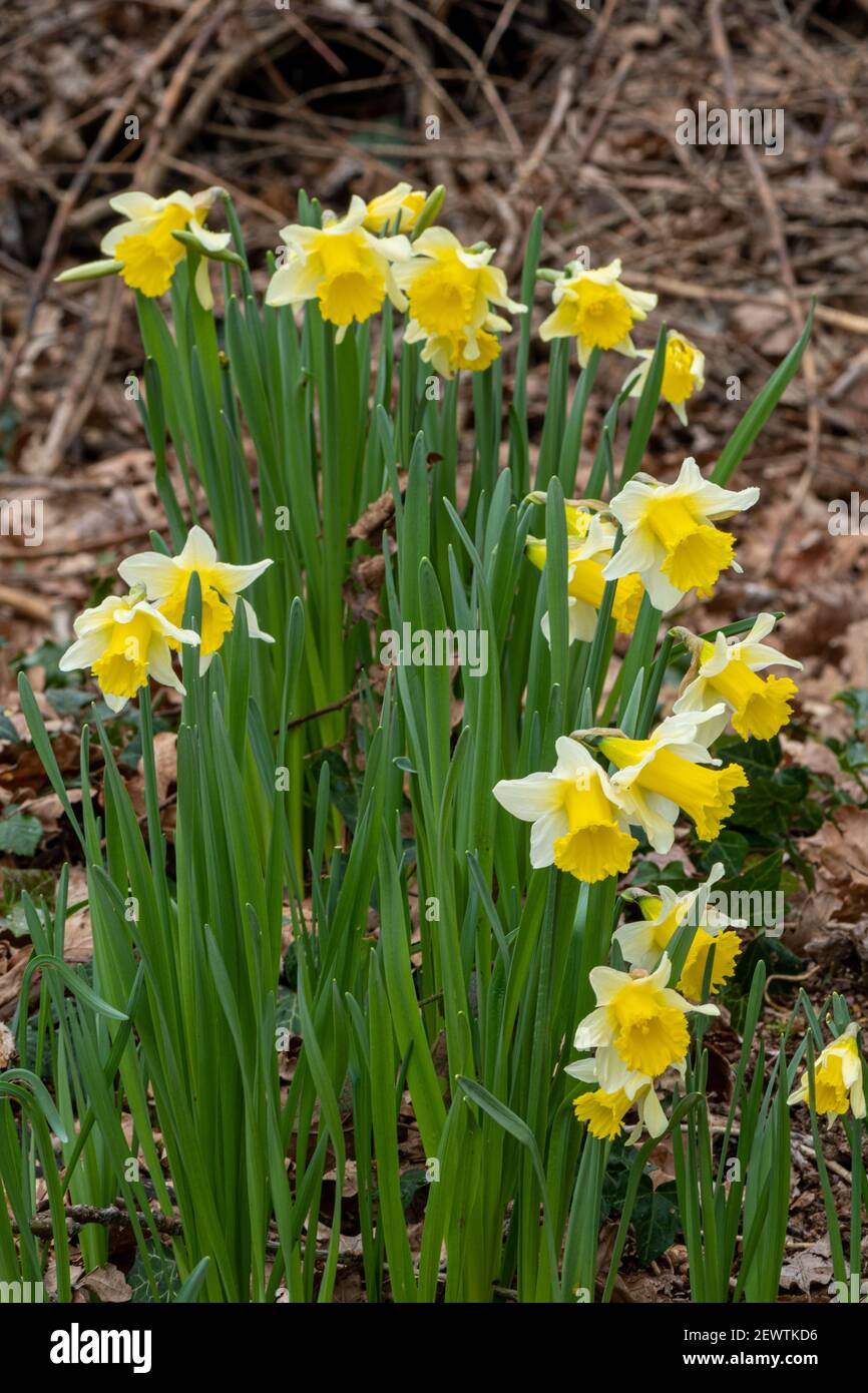 Narcisi selvatici (Narcissus pseudonarcissus), fiore selvatico nativo in antichi boschi a Warren Wood, Surrey, Regno Unito Foto Stock