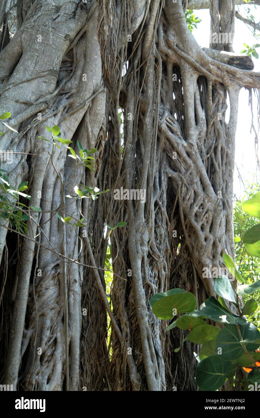 Radici di un albero di banyan in Florida, Stati Uniti Foto Stock