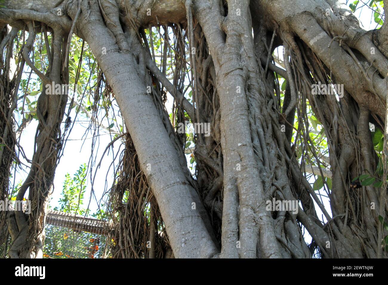 Radici di un albero di banyan in Florida, Stati Uniti Foto Stock