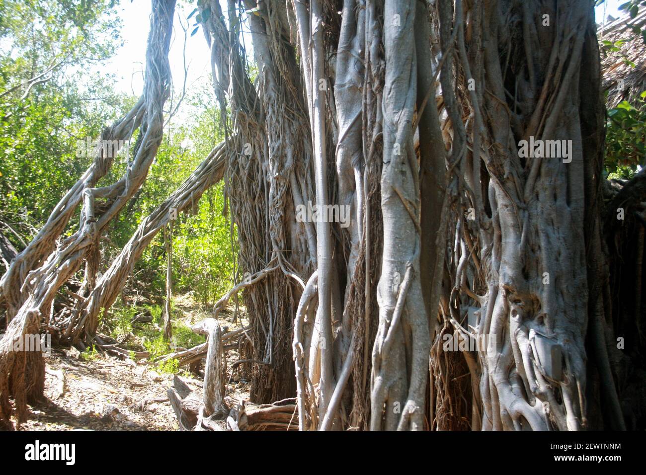 Radici di un albero di banyan in Florida, Stati Uniti Foto Stock