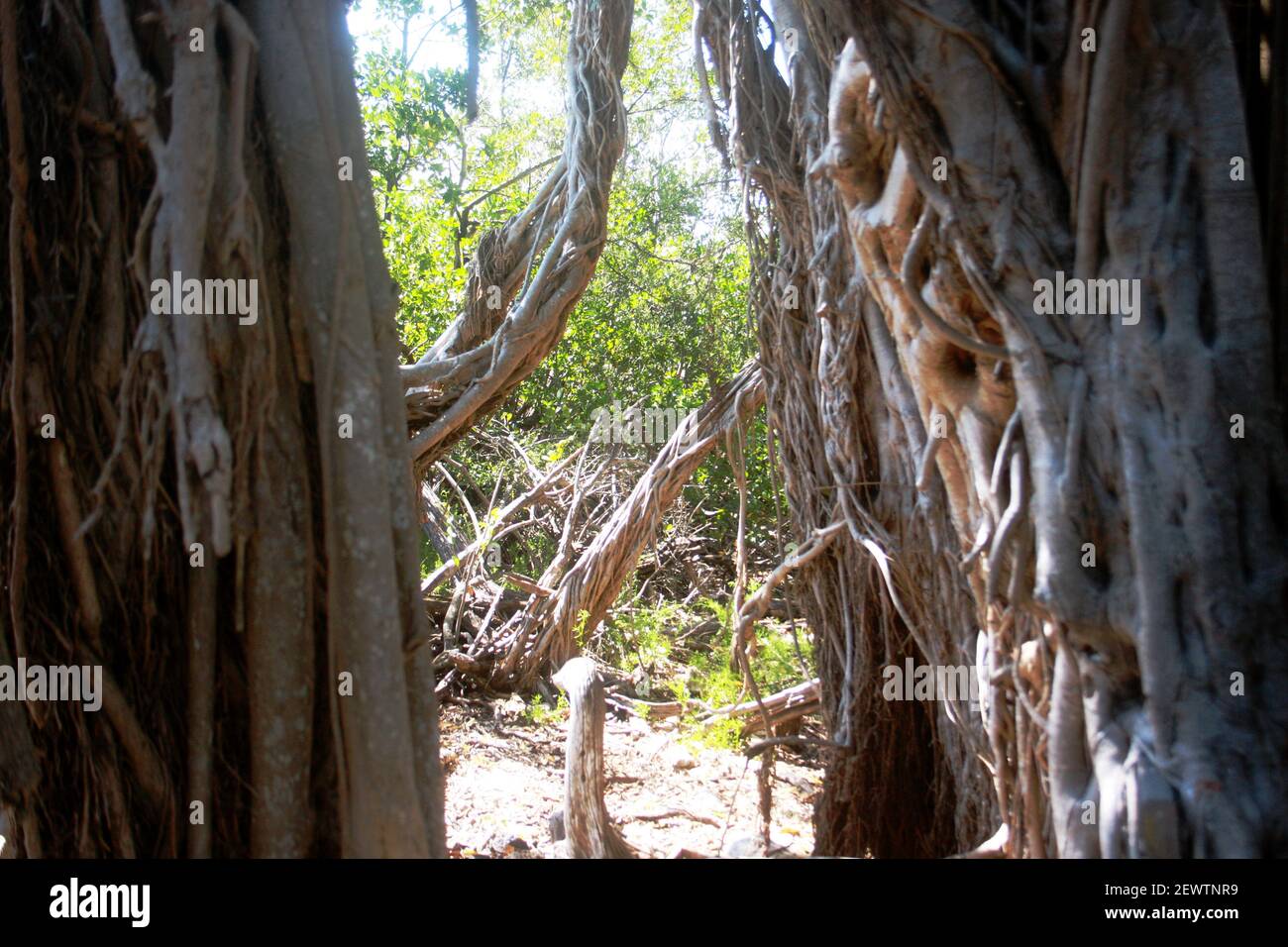 Radici di un albero di banyan in Florida, Stati Uniti Foto Stock