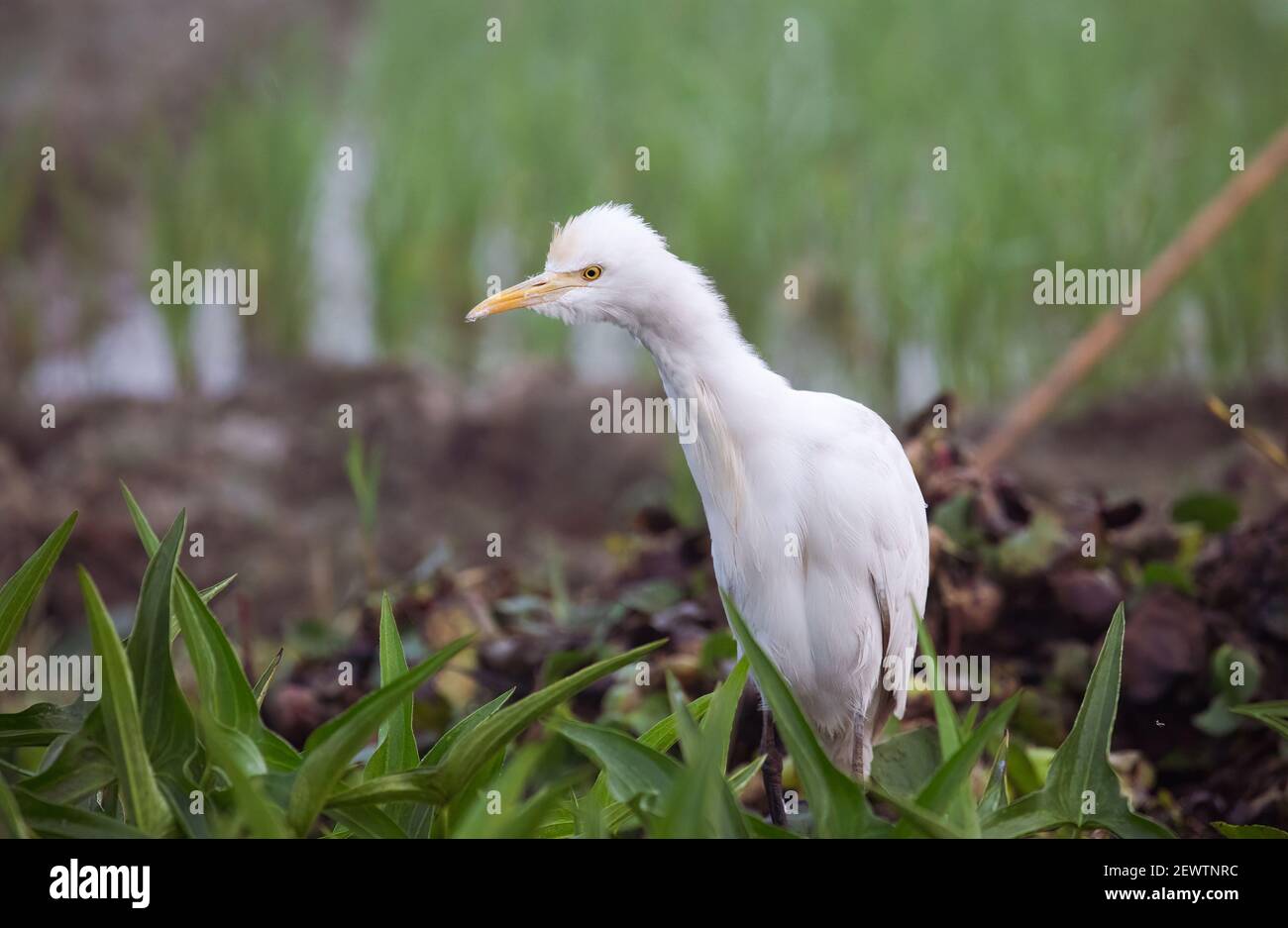 Uccello bianco di Egret seduto vicino ad una palude paludosa Foto Stock