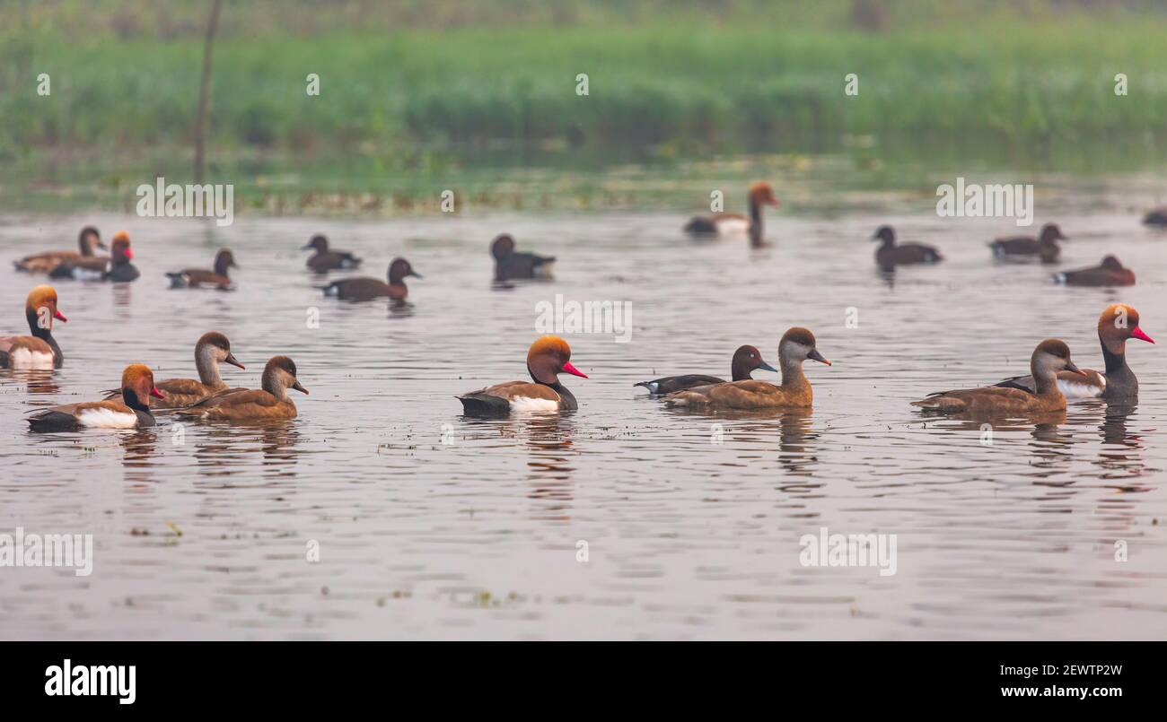 Red crested pochard uccelli con comune anatre coot nuotare in un lago Foto Stock