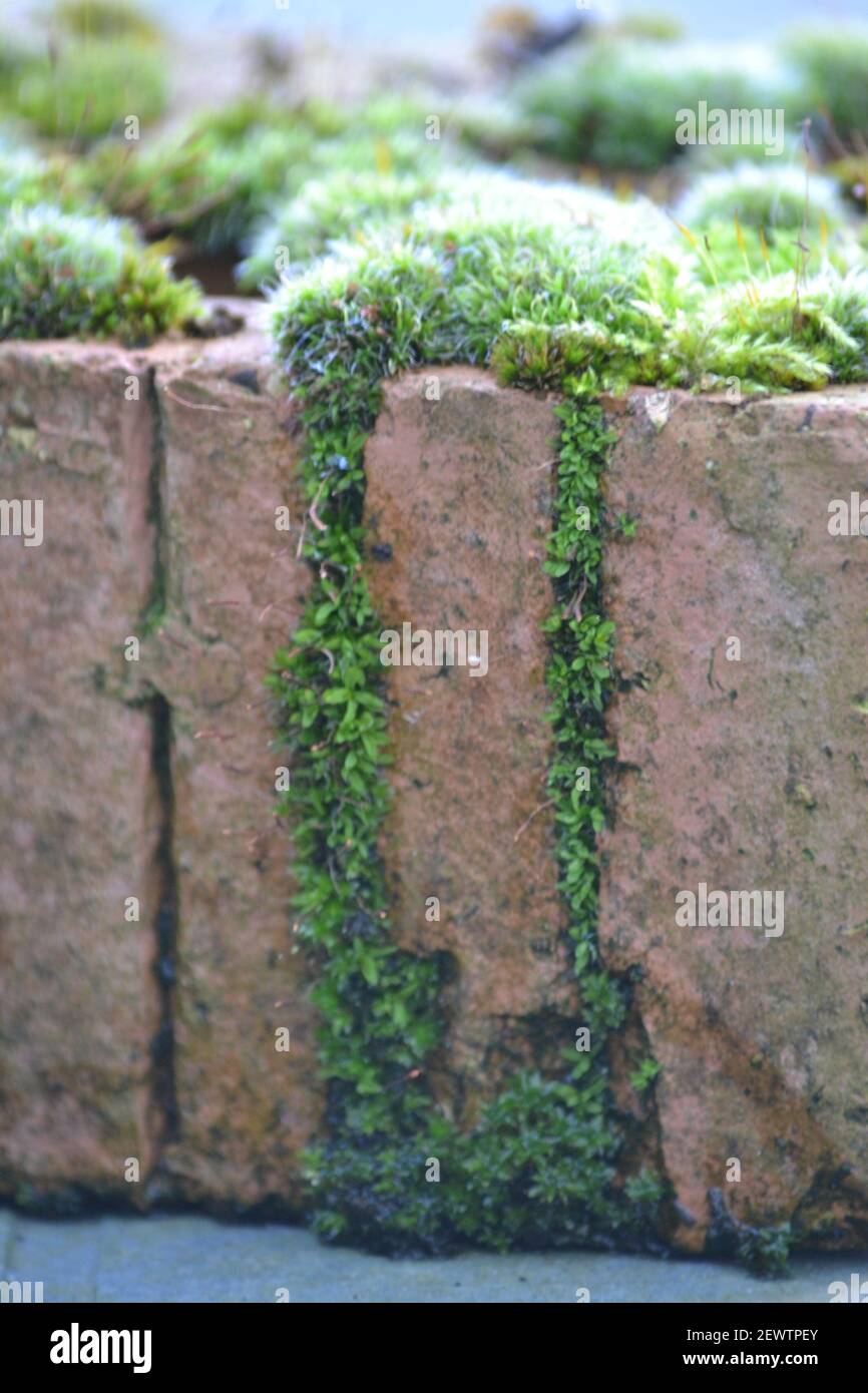 Muschio crescente su un mattone Casa - Bryophyta - non vascolare Pianta - Moss verde - Giardino - crescita di pianta - Muschio in crepe di House Brick - Yorkshire UK Foto Stock