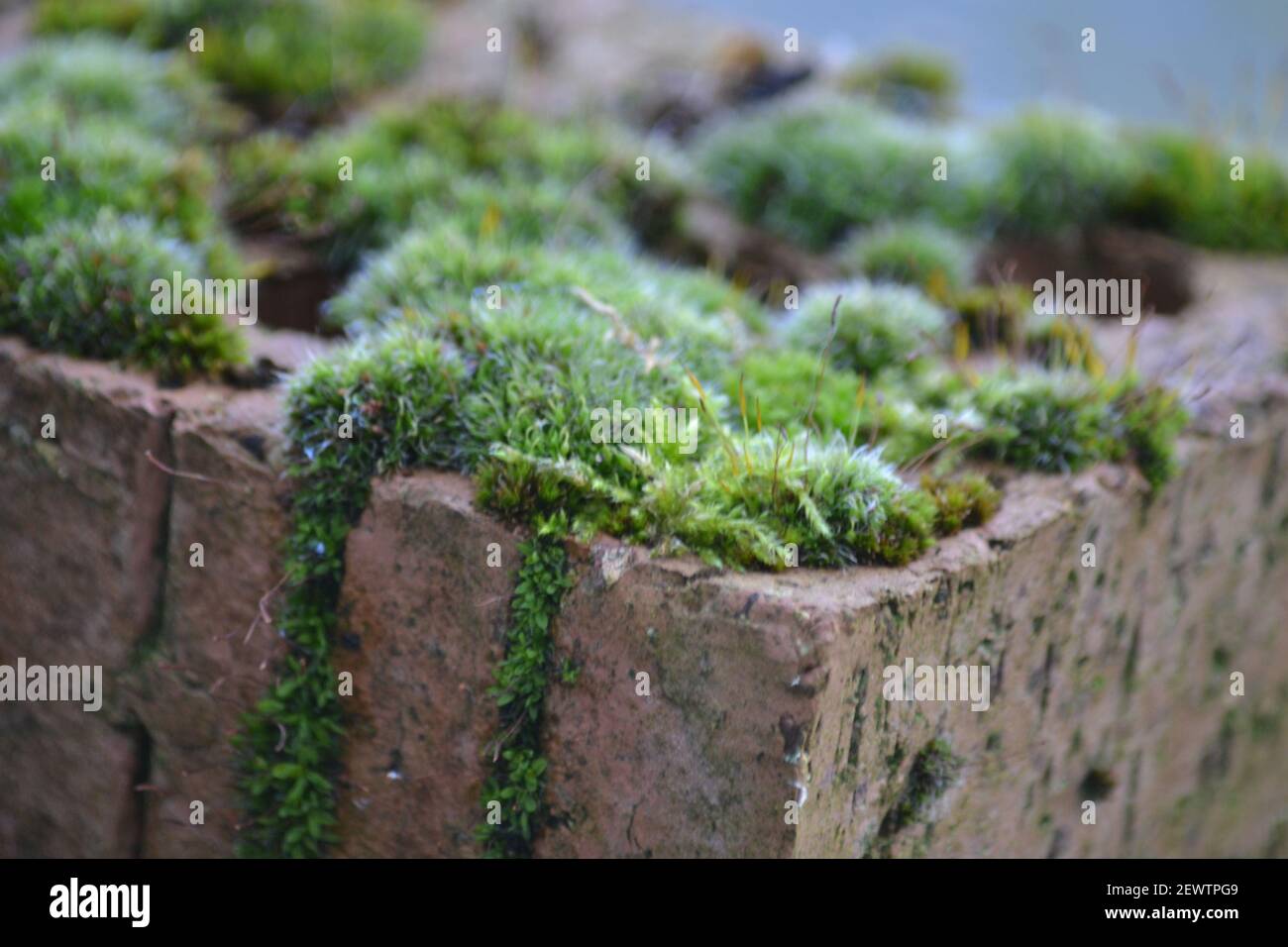 Muschio crescente su un mattone Casa - Bryophyta - non vascolare Pianta - Moss verde - Giardino - crescita di pianta - Muschio in crepe di House Brick - Yorkshire UK Foto Stock