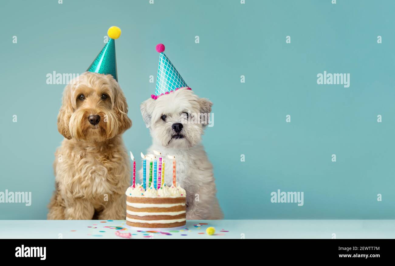 Due cani carini con cappelli da festa e torta di compleanno Foto Stock