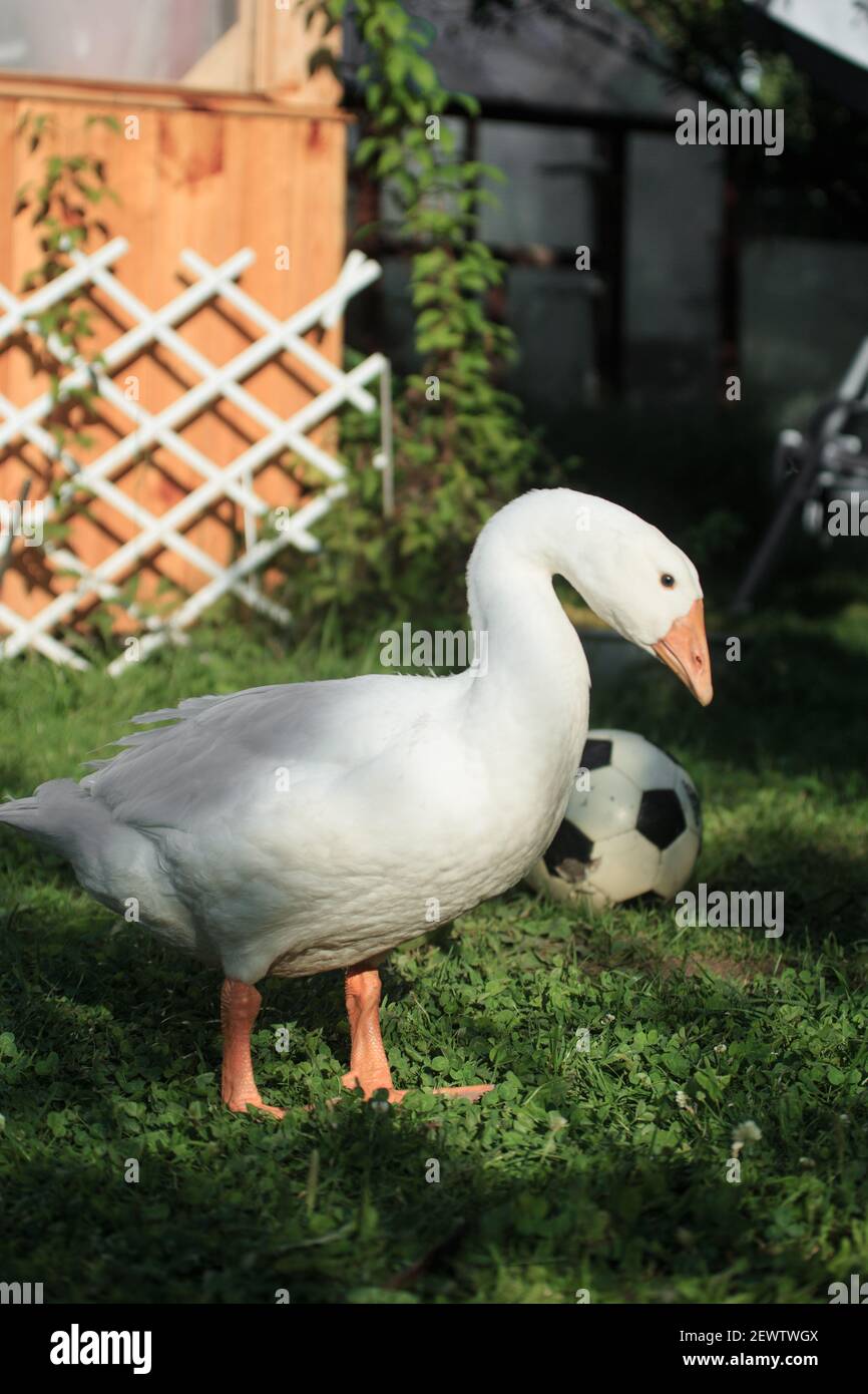 L'oca bianca dell'uccello si alza tristemente accanto ad un calcio nel cottage fuori della stanza, foto verticale Foto Stock