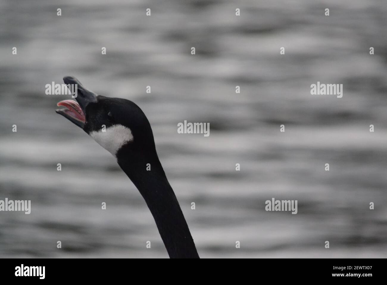 Canada Goose with Mouth Open Mostra Lingua Rosa - Branta Canadensis - testa + collo - Lago - Noisy Bird - Waterfowl - Canadian Geese - Scarborough UK Foto Stock