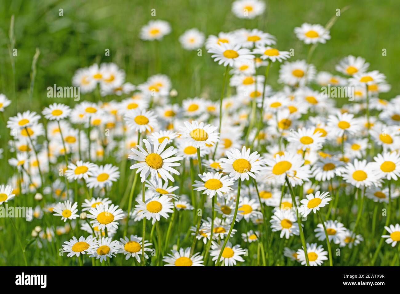 Fioritura marguerites, Leucanthemum, nel prato Foto Stock