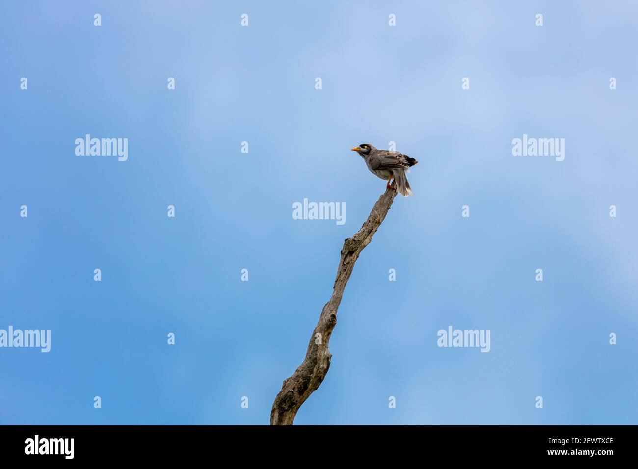Un uccello selvaggio seduto su un ramo di albero morto con Uno sfondo blu chiaro del cielo nella regione australiana Foto Stock