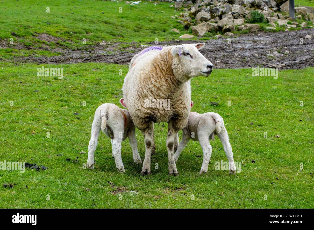 Pecore di montagna gallese, una pecora e i suoi 2 agnelli che vengono succhiati o nutriti, Derbyshire, Inghilterra, Regno Unito Foto Stock