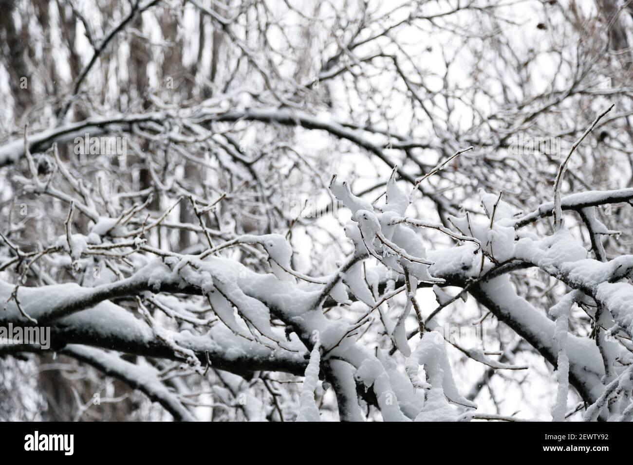 Primo piano di rami di alberi ricoperti di ghiaccio e neve, carico di slittino. Concetto di previsioni del tempo. Inverno innevato. Messa a fuoco selettiva Foto Stock