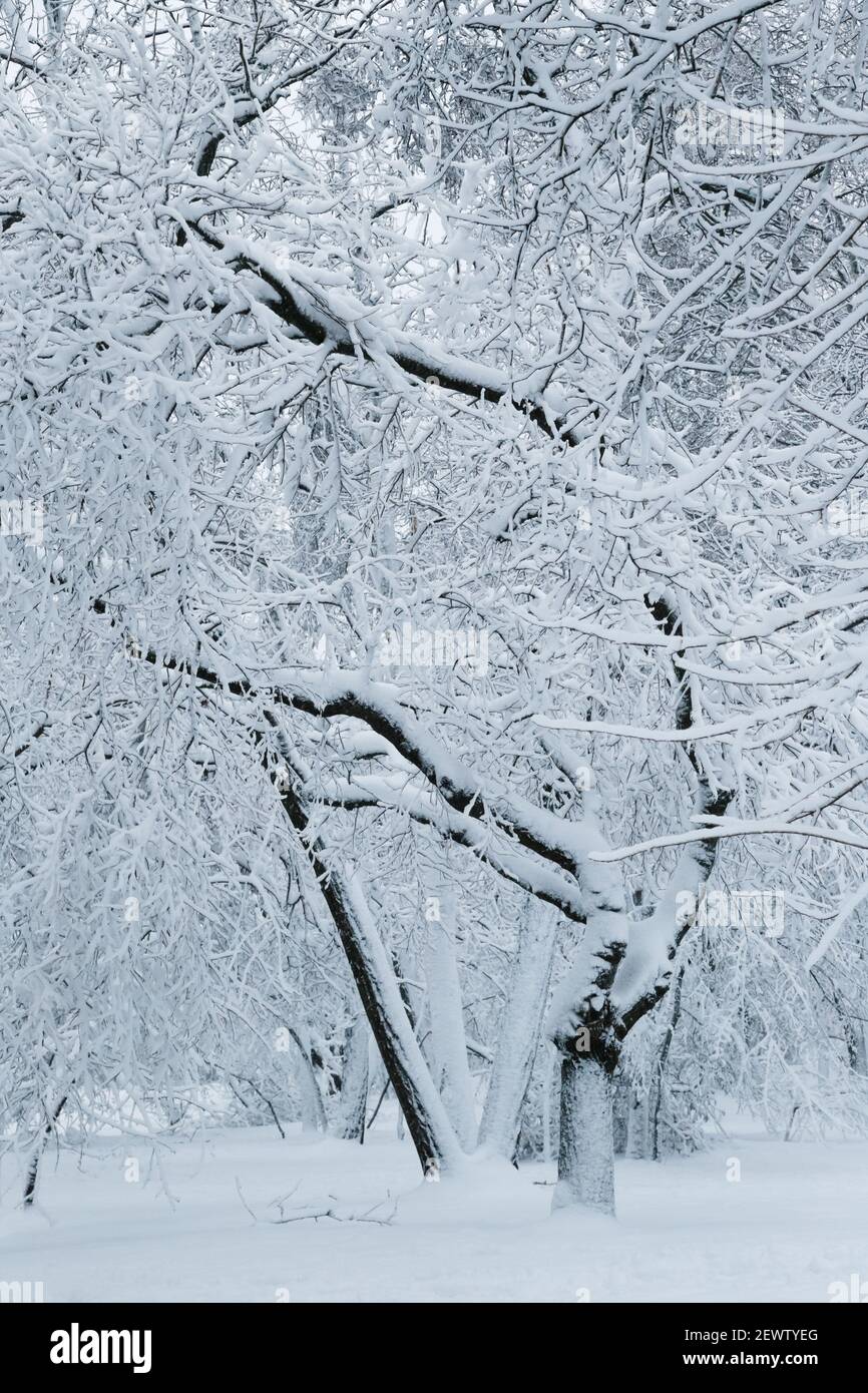 Alberi coperti di ghiaccio e neve, carico di slittino. Concetto di previsioni del tempo. Inverno innevato in un parco cittadino. Foto Stock