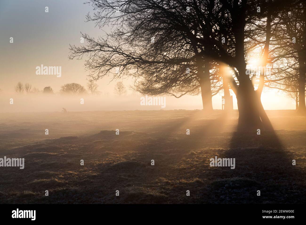 la potenza del sole si anima sull'orizzonte Foto Stock