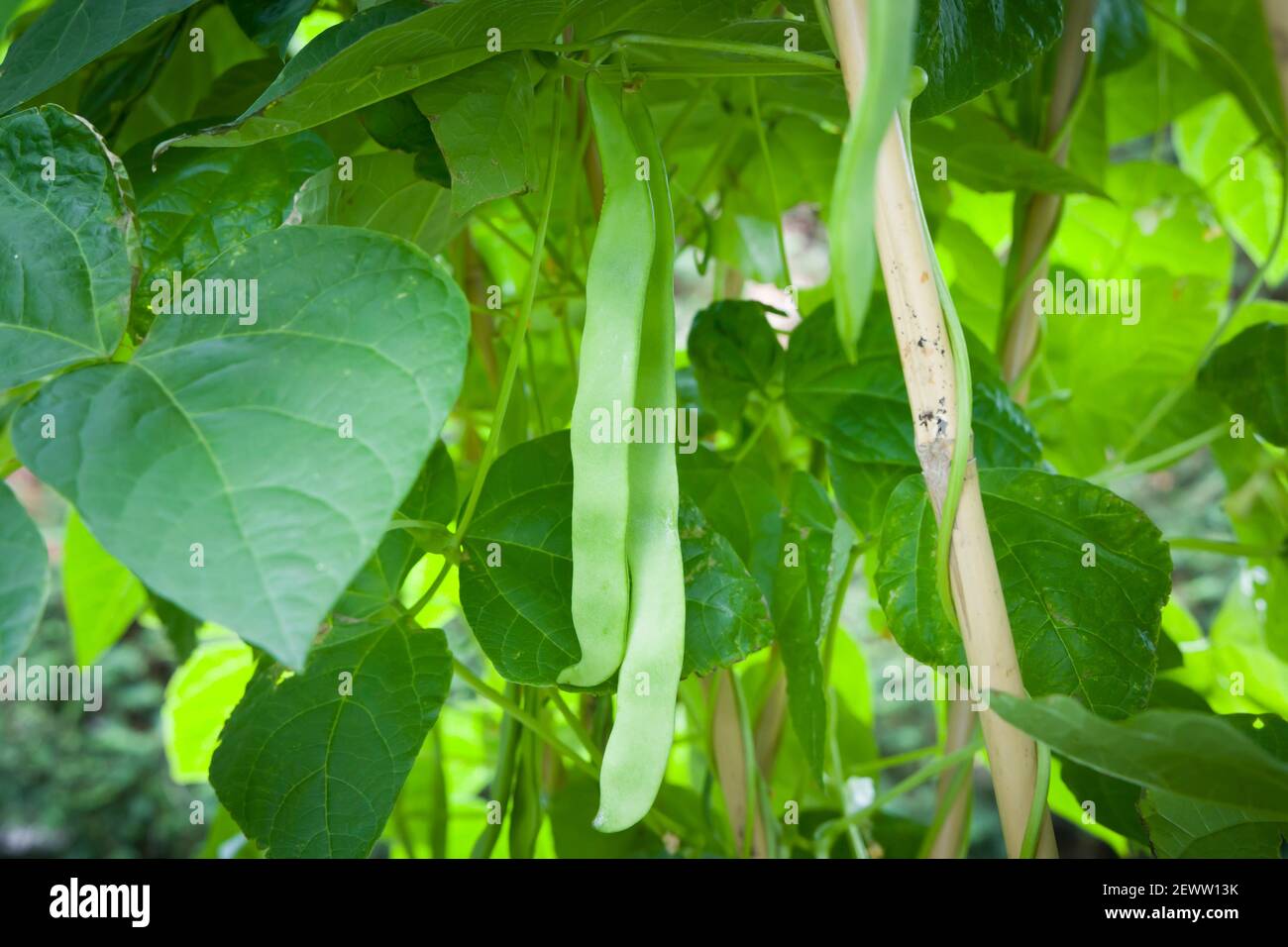 Fagioli francesi (fagioli comuni) che crescono su una pianta di fagioli francesi di Hunter in arrampicata in un giardino in Inghilterra, Regno Unito Foto Stock