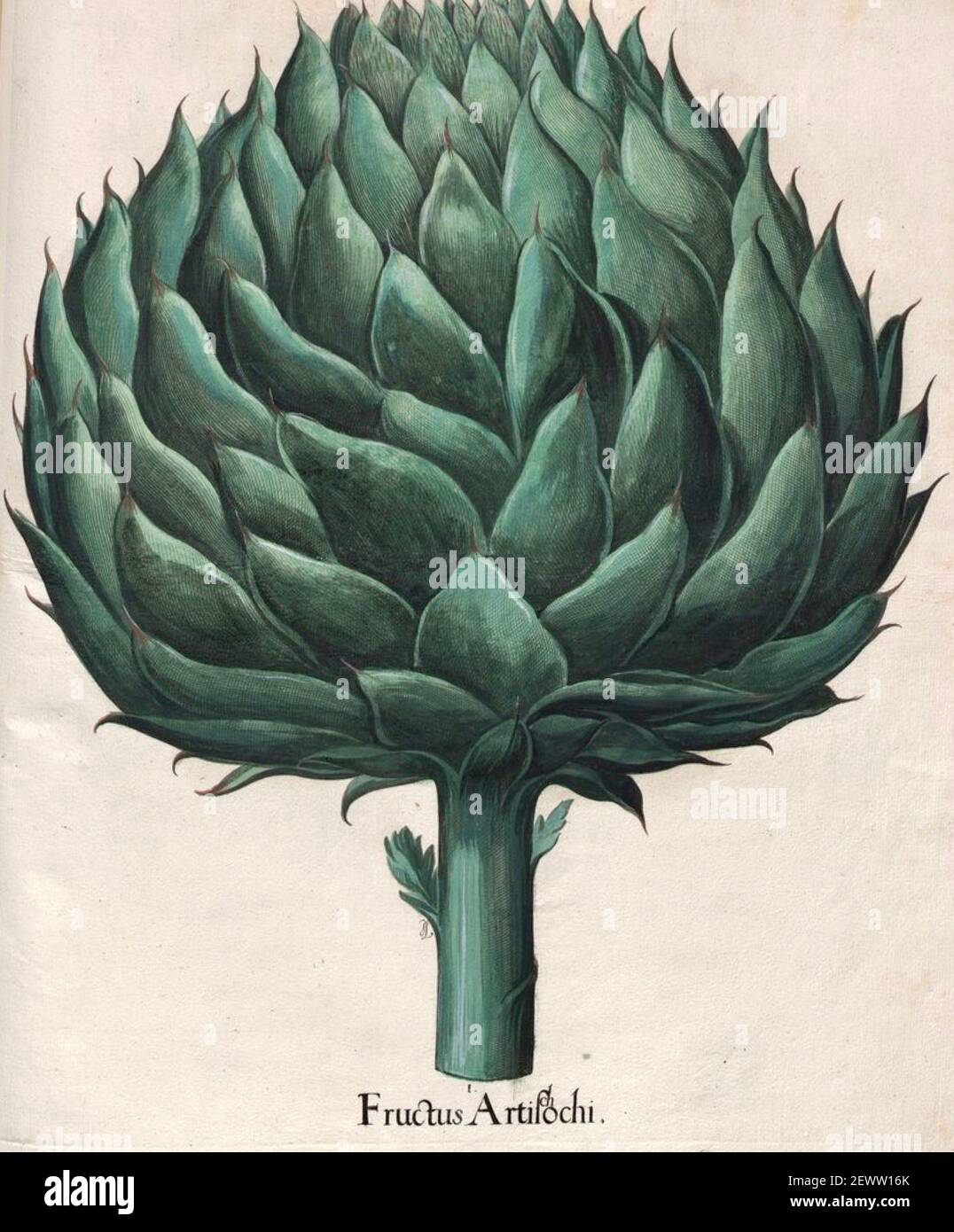 Basilius Besler illustrazione scientifica e opera d'arte dal catalogo orticolo Hortus Eystettensis o Florilegium - Fructus artificchi. Foto Stock