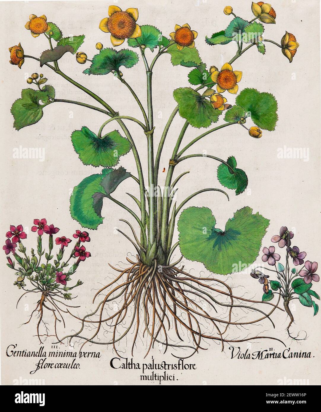 Basilius Besler illustrazione scientifica e opera d'arte dal Catalogo orticolo Hortus Eystettensis o Florilegium - Caltha palustris Foto Stock