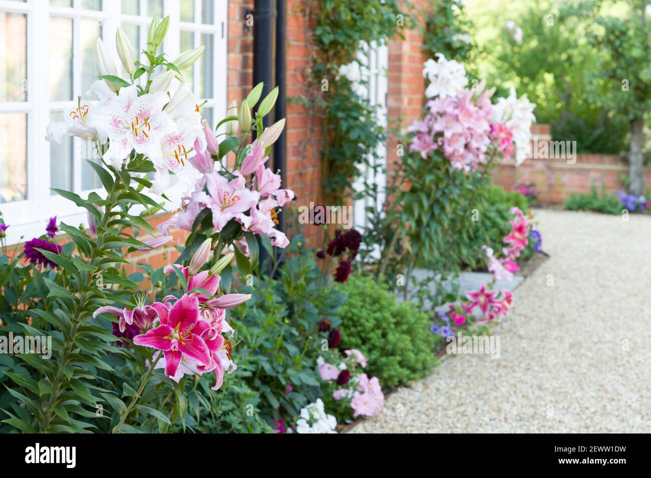 Fiore bordo in un giardino inglese con gigli orientali, giglio, Regno Unito Foto Stock
